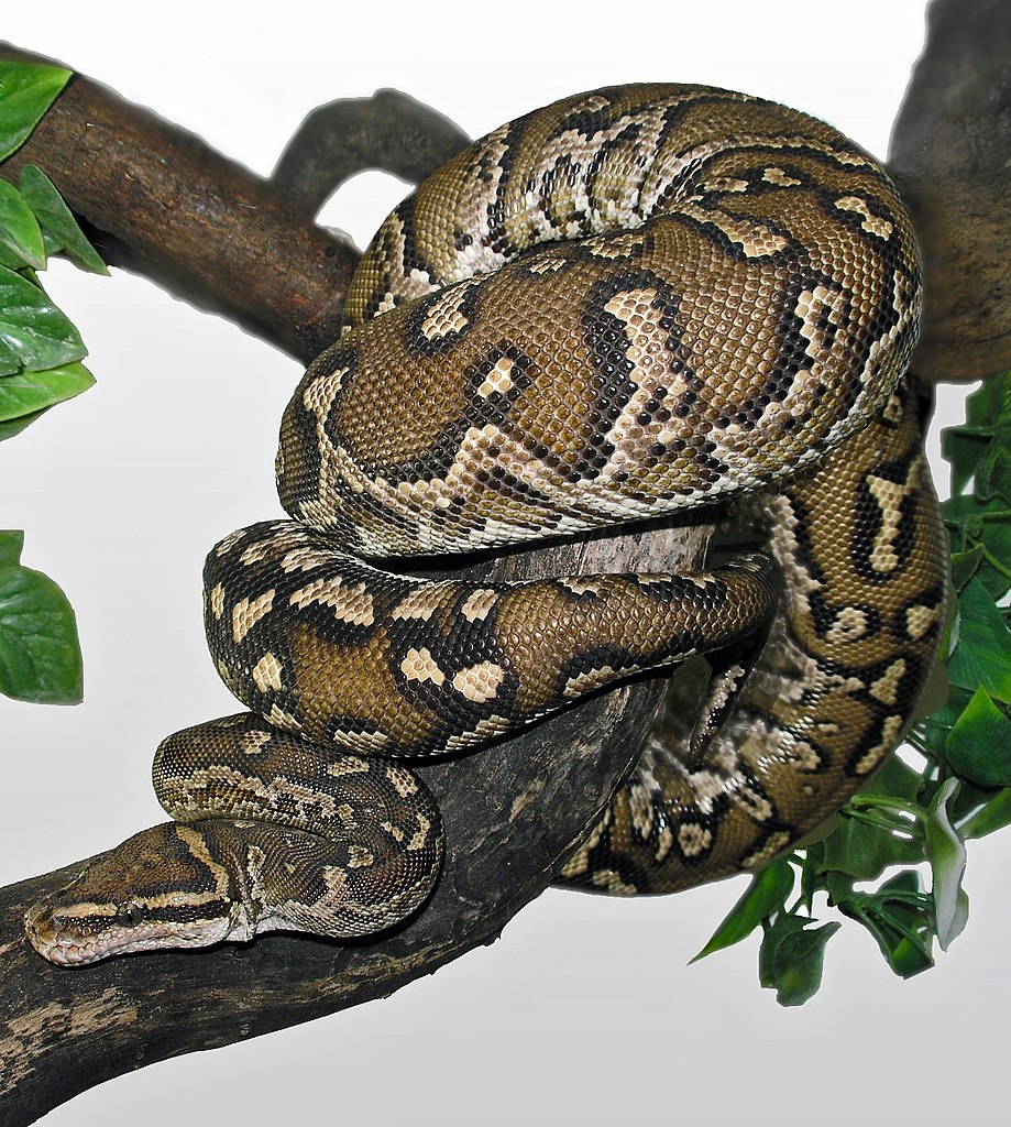 Angolan Dwarf Python