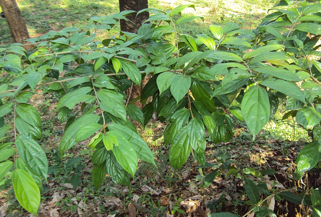 Alangium salviifolium leaves