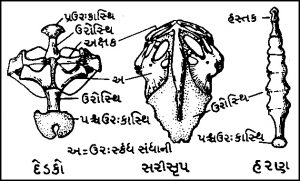 Pectoral Girdle in Gujarati સ્કંધમેખલા ગુજરાતીમાં 